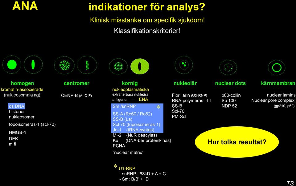 C-F) nukleoplasmatiska extraherbara nukleära antigener = ENA Sm /snrnp * SS-A (Ro60 / Ro52) SS-B (La) Scl-70 (topoisomeras-1) Jo-1 (trna-syntas) Mi-2 (NuR deacylas) Ku PCNA