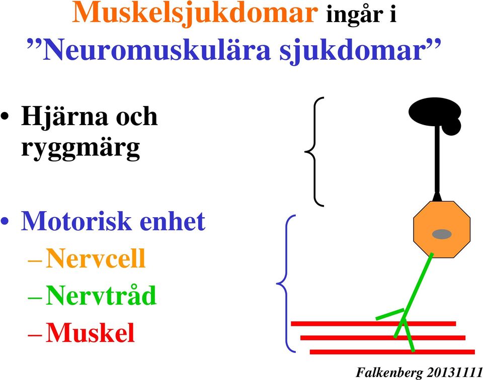 Hjärna och ryggmärg