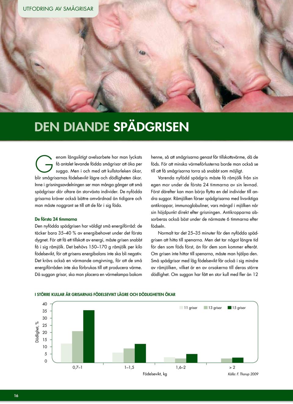 De nyfödda grisarna kräver också bättre omvårdnad än tidigare och man måste noggrant se till att de får i sig föda.