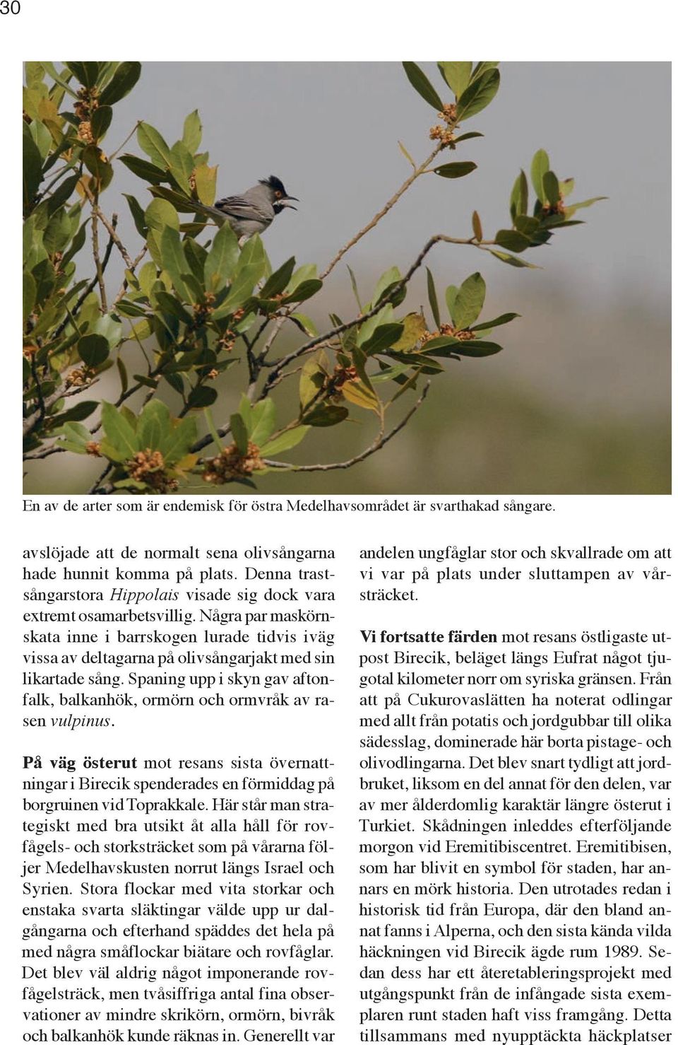 Några par maskörnskata inne i barrskogen lurade tidvis iväg vissa av deltagarna på olivsångarjakt med sin likartade sång.