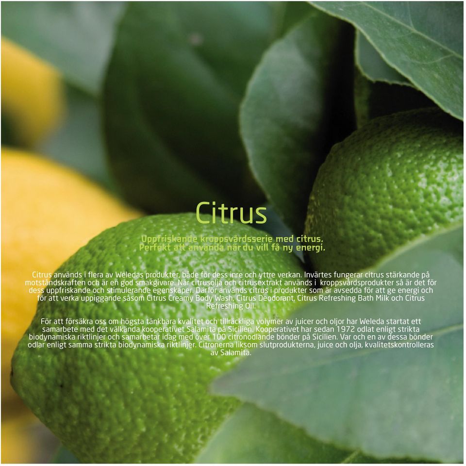När citrusolja och citrusextrakt används i kroppsvårdsprodukter så är det för dess uppfriskande och stimulerande egenskaper.