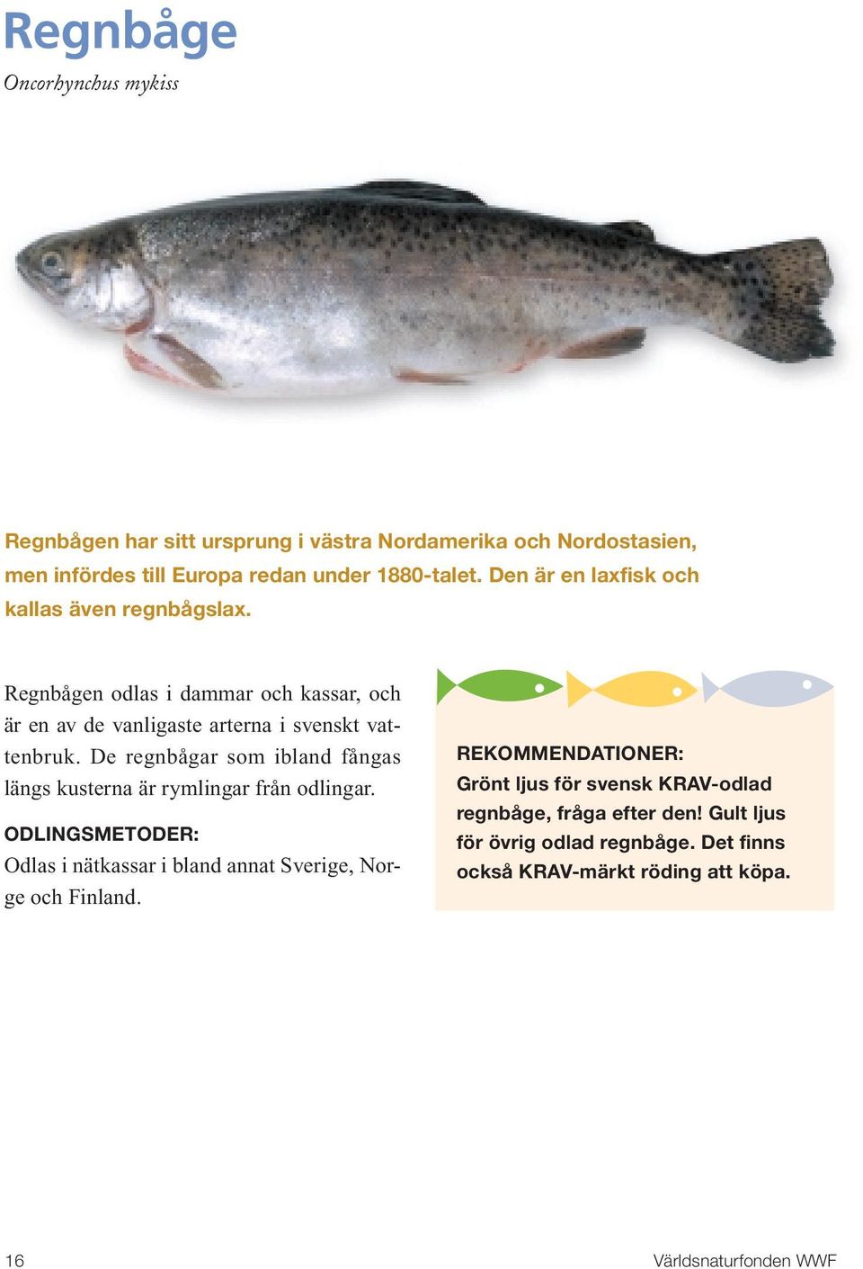 De regnbågar som ibland fångas längs kusterna är rymlingar från odlingar. ODLINGSMETODER: Odlas i nätkassar i bland annat Sverige, Norge och Finland.