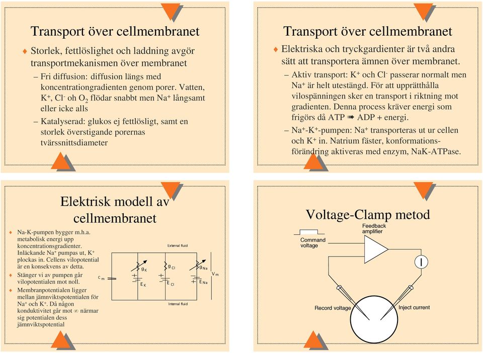 atten,, Cl - oh O 2 flödar snabbt men Na + långsamt eller icke alls atalyserad: glukos ej fettlösligt, samt en storlek överstigande porernas tvärssnittsdiameter Elektriska och tryckgardienter är två
