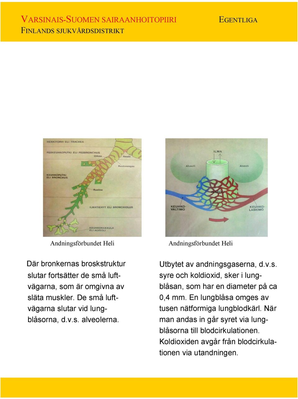 En lungblåsa omges av tusen nätformiga lungblodkärl. När man andas in går syret via lungblåsorna till blodcirkulationen.