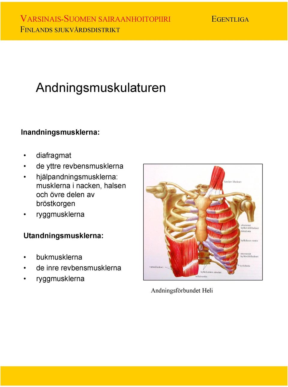 och övre delen av bröstkorgen ryggmusklerna Utandningsmusklerna: