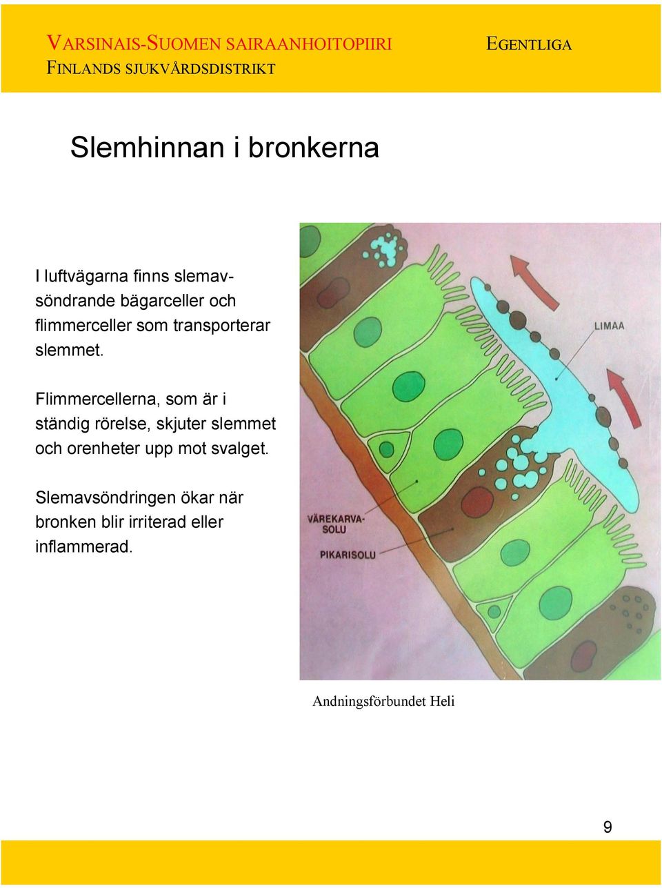 Flimmercellerna, som är i ständig rörelse, skjuter slemmet och orenheter