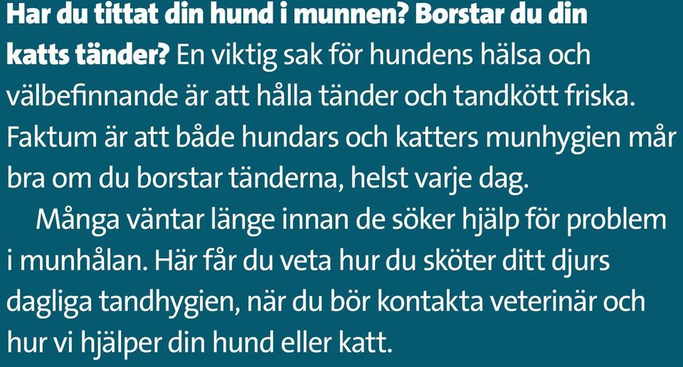 Faktum är att både hundars och katters munhygien mår bra om du borstar tänderna, helst varje dag.