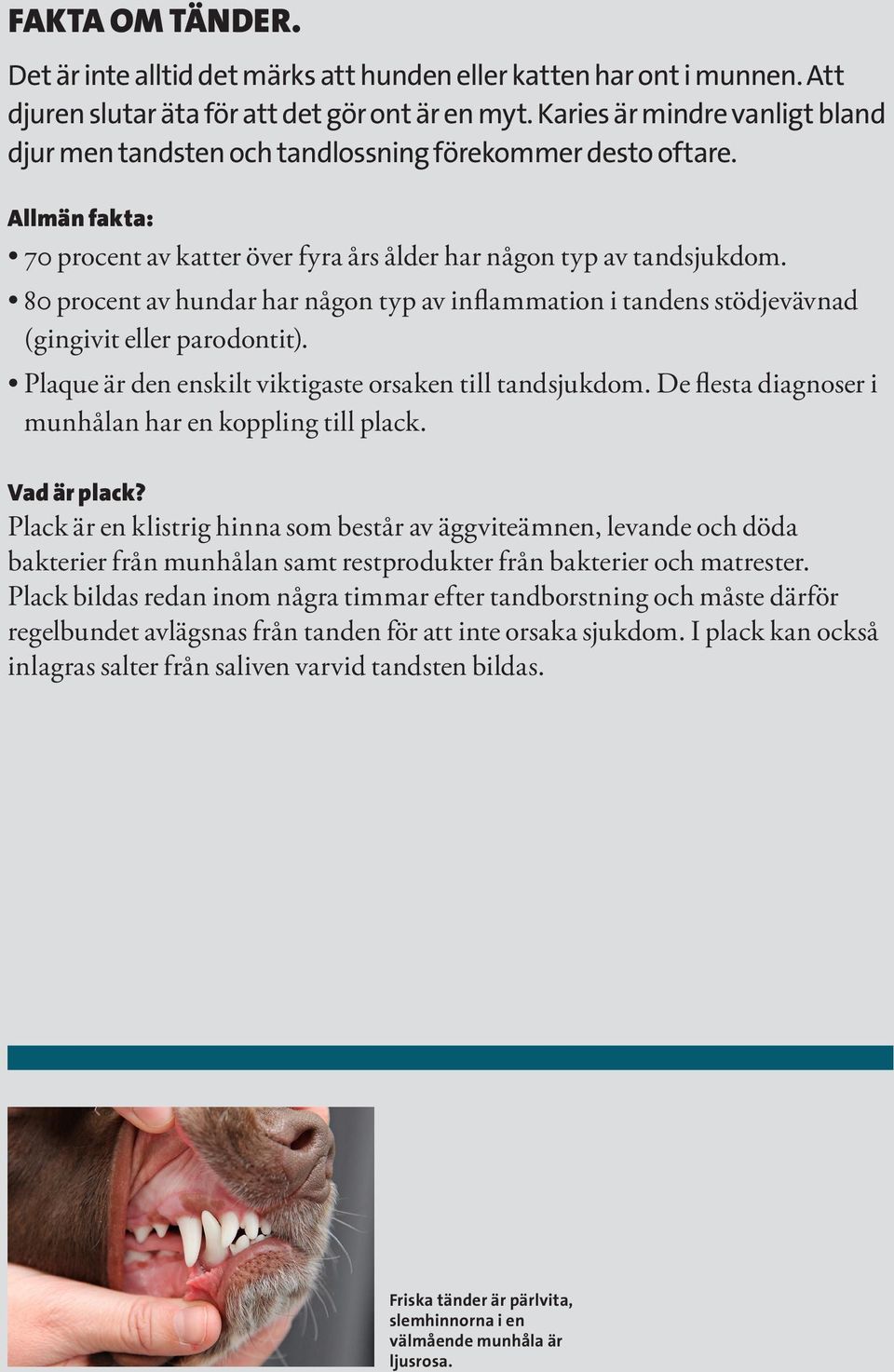 80 procent av hundar har någon typ av inflammation i tandens stödjevävnad (gingivit eller parodontit). Plaque är den enskilt viktigaste orsaken till tandsjukdom.