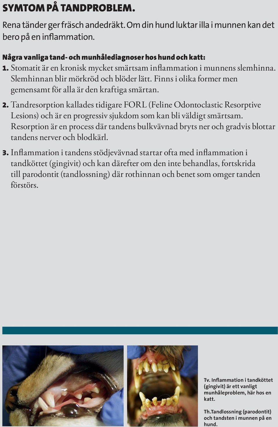 TANDVÅRD FÖR DIN HUND ELLER KATT. Goda Råd från Evidensia. - PDF Gratis  nedladdning