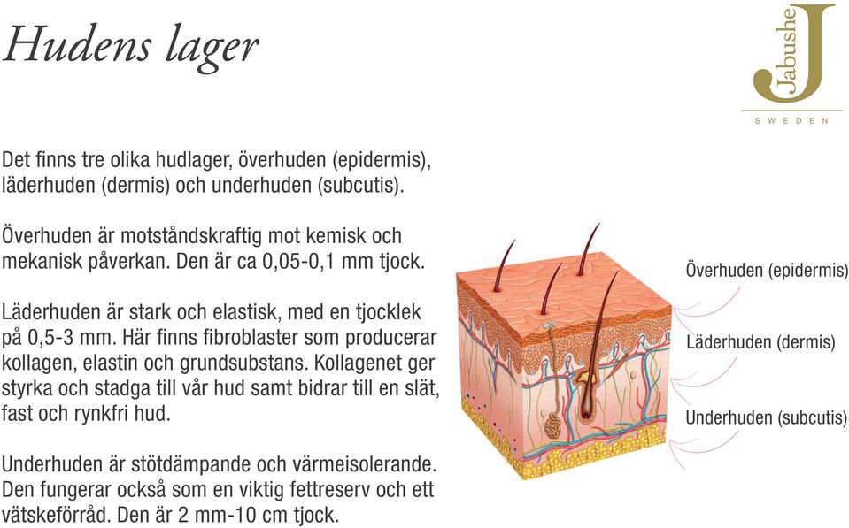 Här finns fibroblaster som producerar kollagen, elastin och grundsubstans.