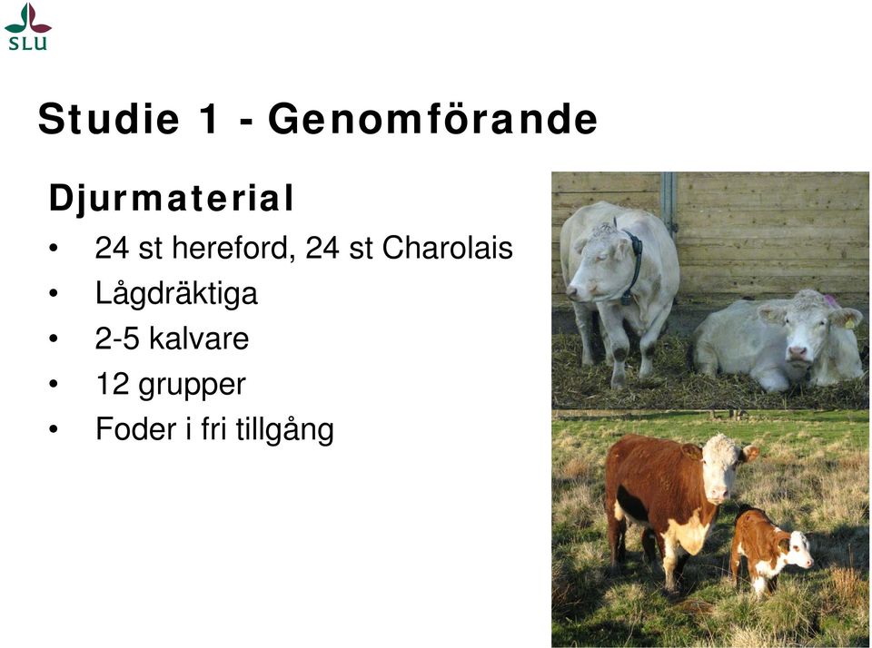 24 st Charolais Lågdräktiga