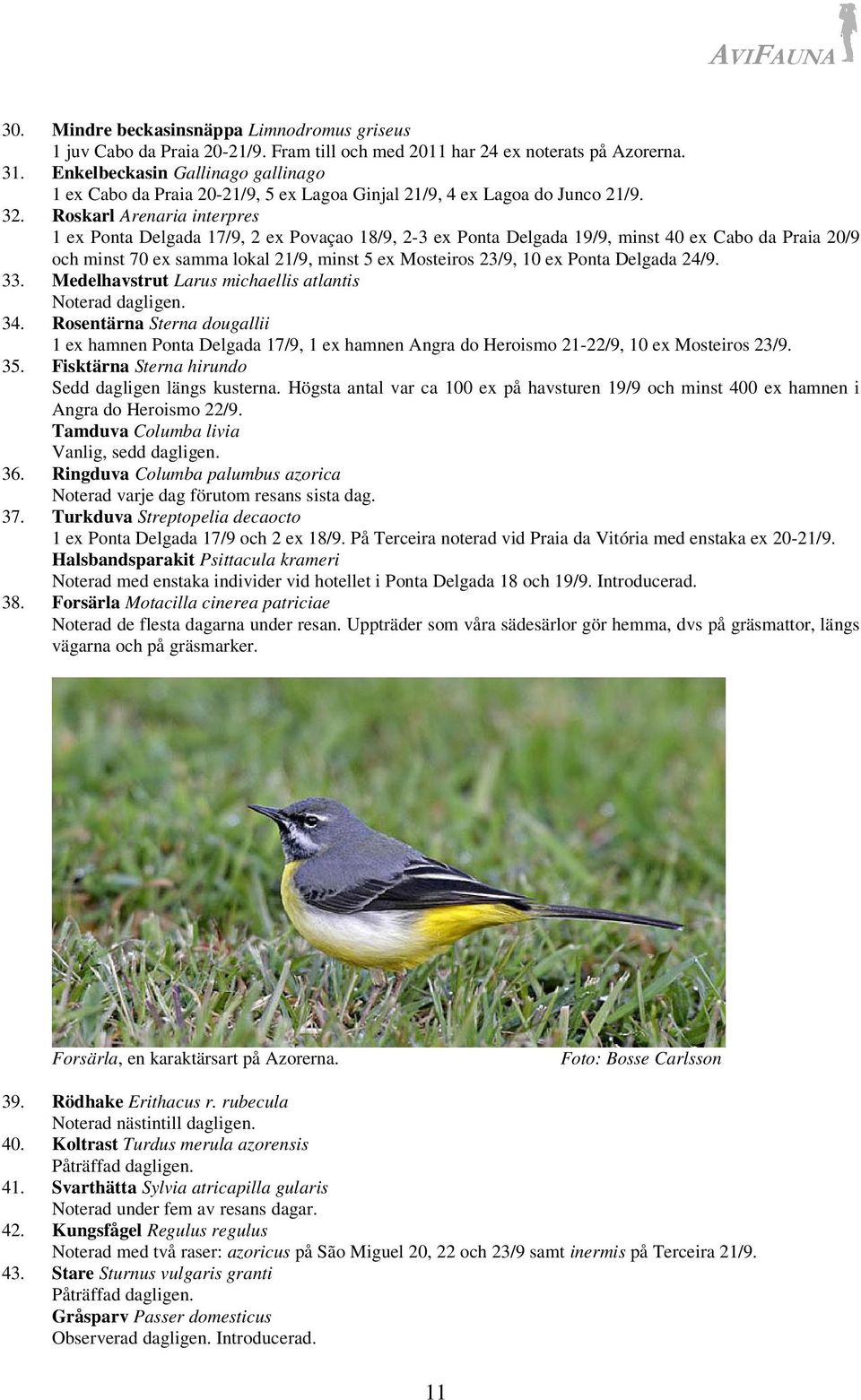 Roskarl Arenaria interpres 1 ex Ponta Delgada 17/9, 2 ex Povaçao 18/9, 2-3 ex Ponta Delgada 19/9, minst 40 ex Cabo da Praia 20/9 och minst 70 ex samma lokal 21/9, minst 5 ex Mosteiros 23/9, 10 ex