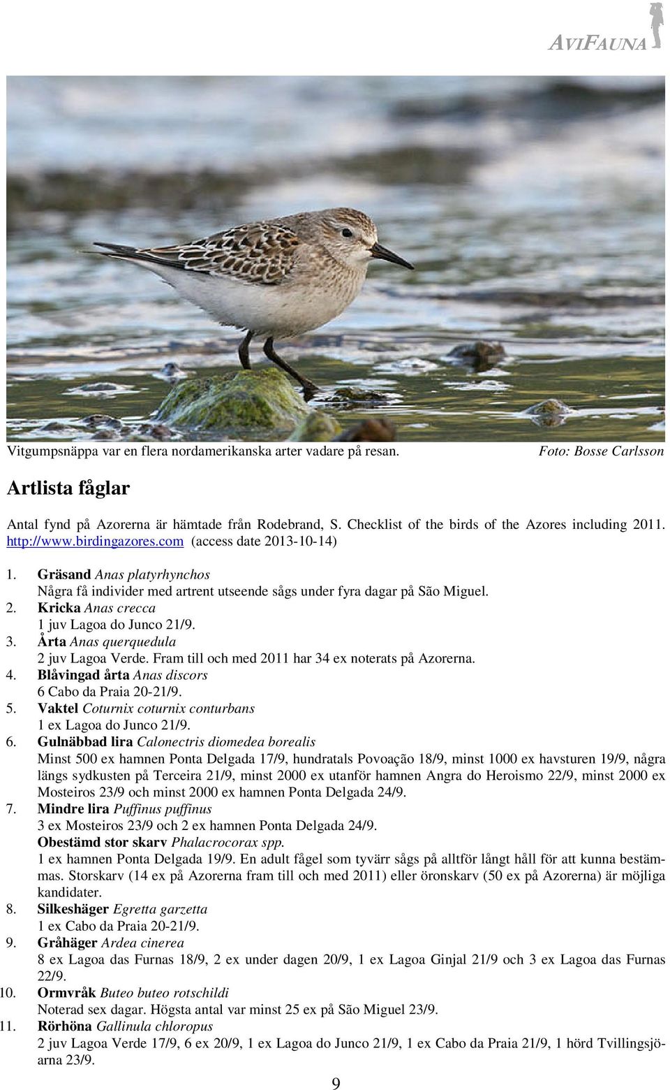 Gräsand Anas platyrhynchos Några få individer med artrent utseende sågs under fyra dagar på São Miguel. 2. Kricka Anas crecca 1 juv Lagoa do Junco 21/9. 3. Årta Anas querquedula 2 juv Lagoa Verde.