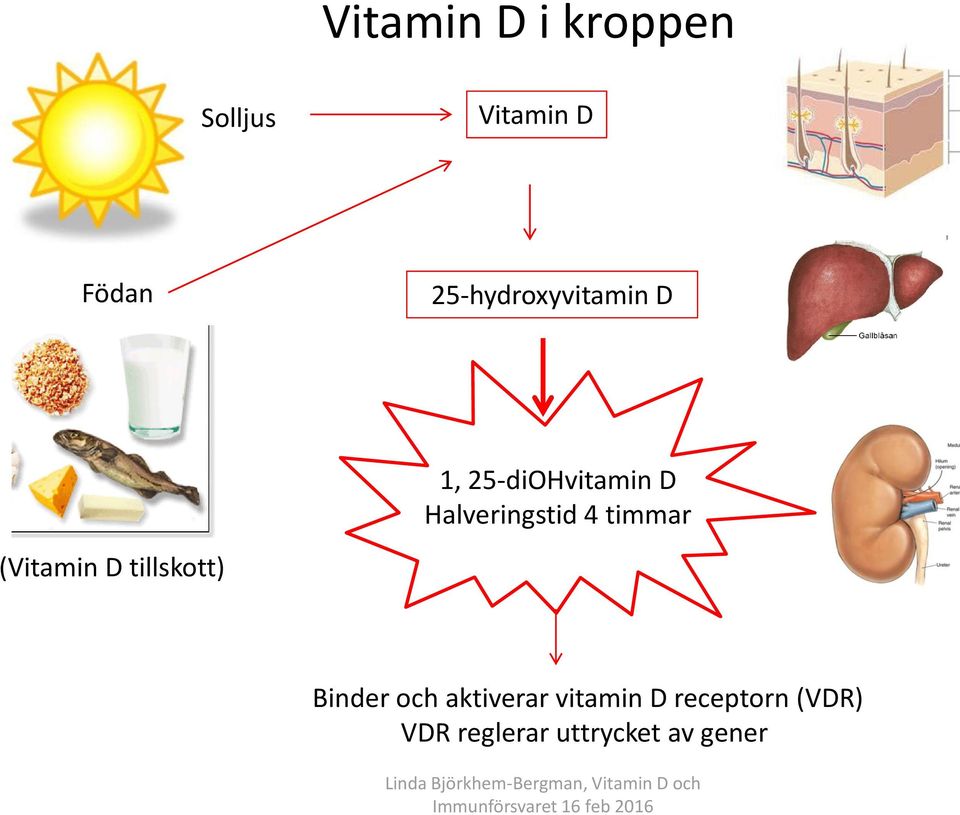 Halveringstid 4 timmar (Vitamin D tillskott) Binder