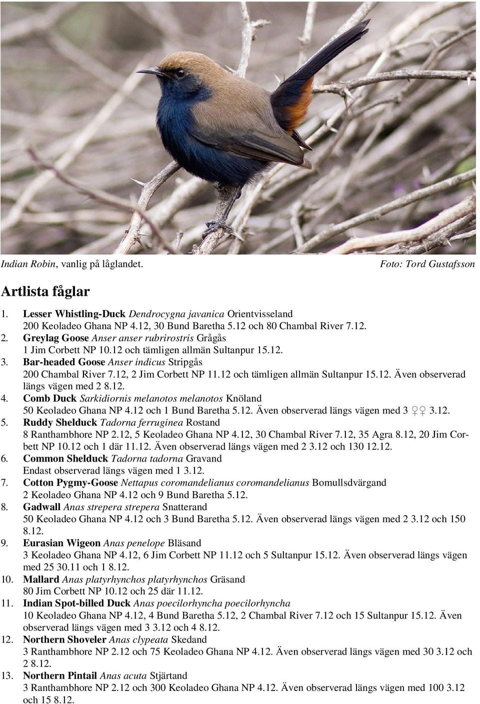 Bar-headed Goose Anser indicus Stripgås 200 Chambal River 7.12, 2 Jim Corbett NP 11.12 och tämligen allmän Sultanpur 15.12. Även observerad längs vägen med 2 8.12. 4.