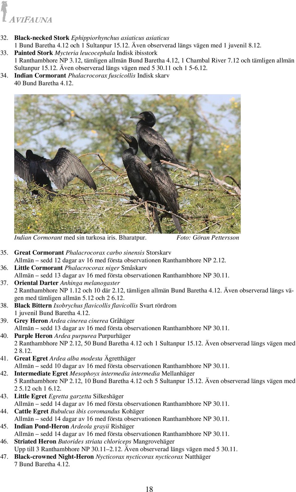 11 och 1 5-6.12. 34. Indian Cormorant Phalacrocorax fuscicollis Indisk skarv 40 Bund Baretha 4.12. Indian Cormorant med sin turkosa iris. Bharatpur. Foto: Göran Pettersson 35.