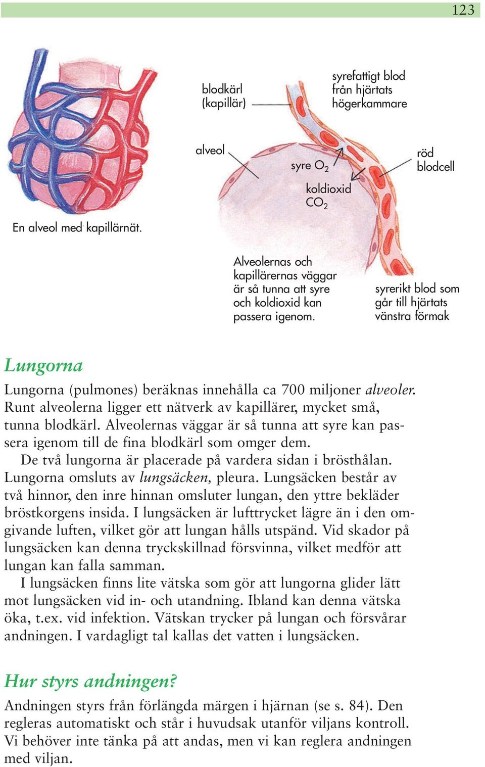 syrerikt blod som går till hjärtats vänstra förmak Lungorna Lungorna (pulmones) beräknas innehålla ca 700 miljoner alveoler.