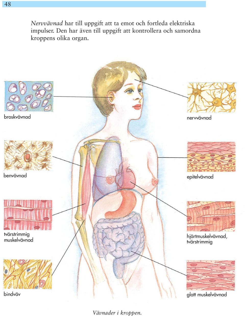 broskvävnad nervvävnad benvävnad epitelvävnad tvärstrimmig muskelvävnad