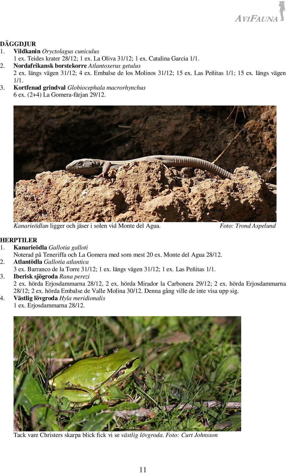 Kanarieödlan ligger och jäser i solen vid Monte del Agua. Foto: Trond Aspelund HERPTILER 1. Kanarieödla Gallotia galloti Noterad på Teneriffa och La Gomera med som mest 20