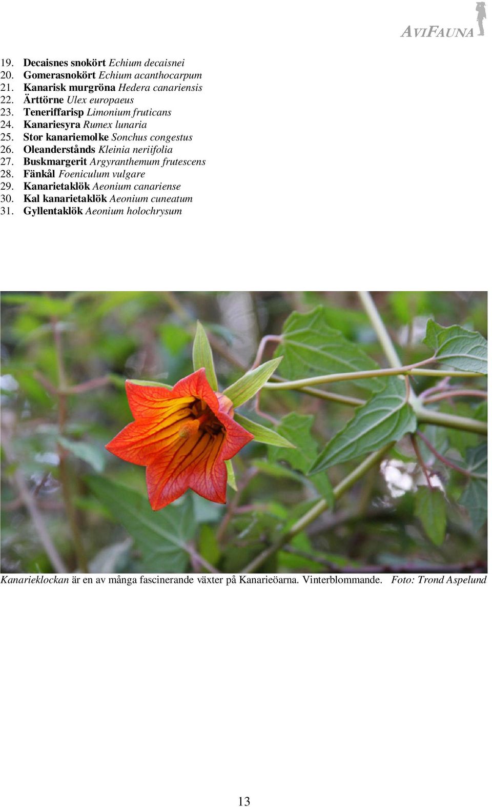 Oleanderstånds Kleinia neriifolia 27. Buskmargerit Argyranthemum frutescens 28. Fänkål Foeniculum vulgare 29. Kanarietaklök Aeonium canariense 30.