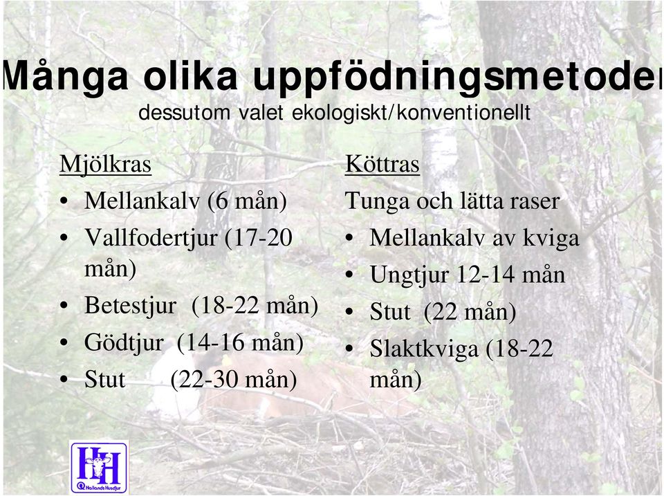 mån) Gödtjur (14-16 mån) Stut (22-3 mån) Köttras Tunga och lätta raser