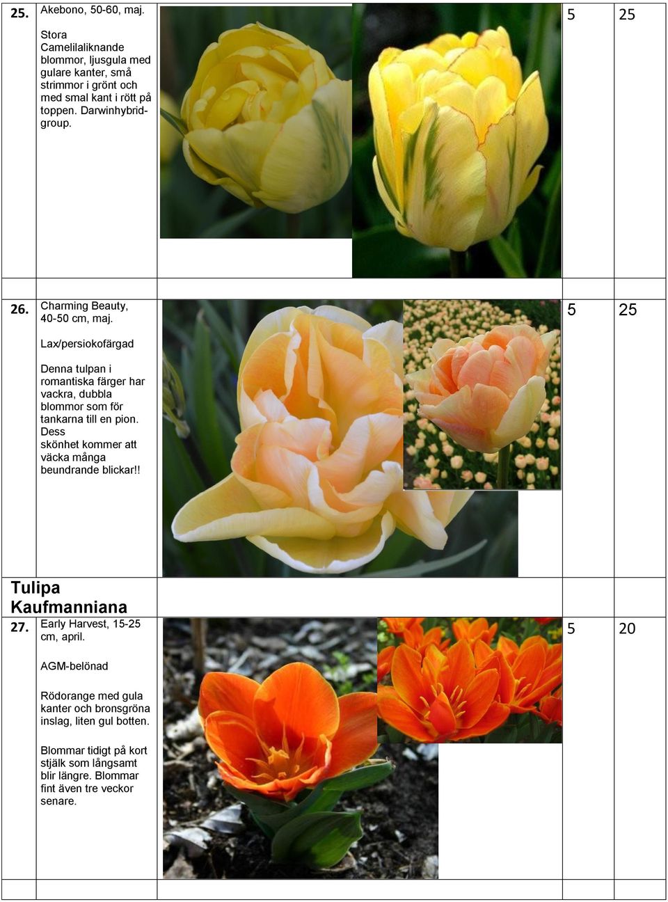 Lax/persiokofärgad Denna tulpan i romantiska färger har vackra, dubbla blommor som för tankarna till en pion.