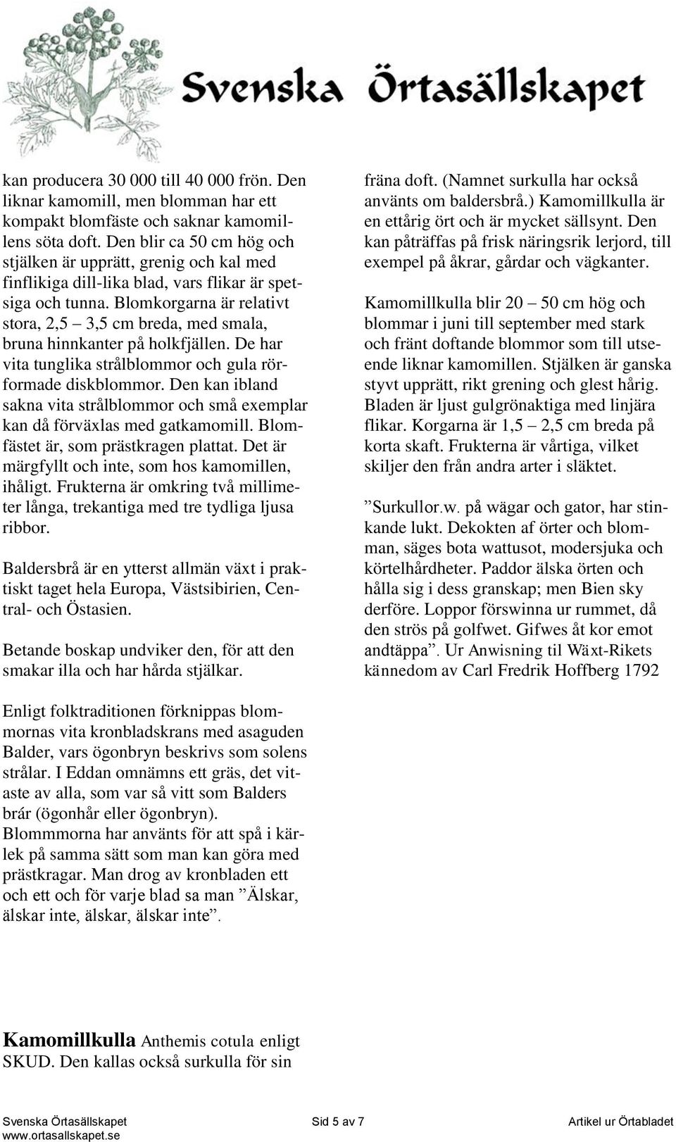 Blomkorgarna är relativt stora, 2,5 3,5 cm breda, med smala, bruna hinnkanter på holkfjällen. De har vita tunglika strålblommor och gula rörformade diskblommor.