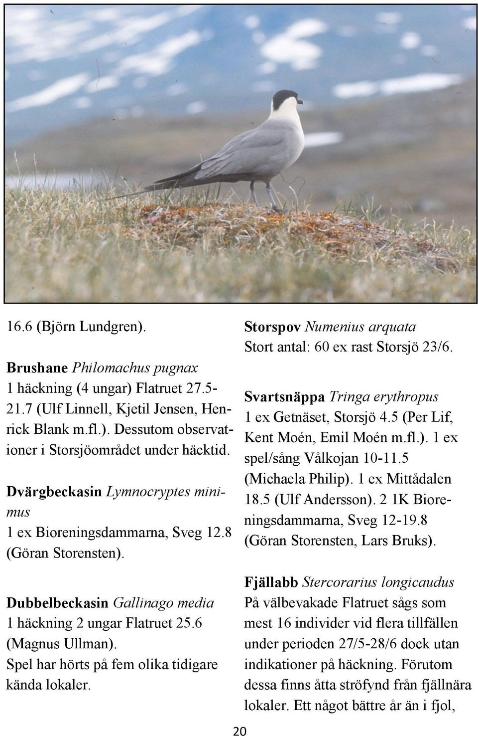 Svartsnäppa Tringa erythropus 1 ex Getnäset, Storsjö 4.5 (Per Lif, Kent Moén, Emil Moén m.fl.). 1 ex spel/sång Vålkojan 10-11.5 (Michaela Philip). 1 ex Mittådalen 18.5 (Ulf Andersson).