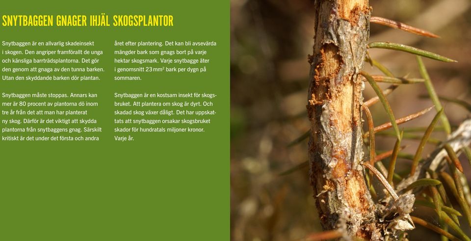 Varje snytbagge äter i genomsnitt 23mm 2 bark per dygn på sommaren. Snytbaggen måste stoppas. Annars kan mer är 80 procent av plantorna dö inom tre år från det att man har planterat ny skog.