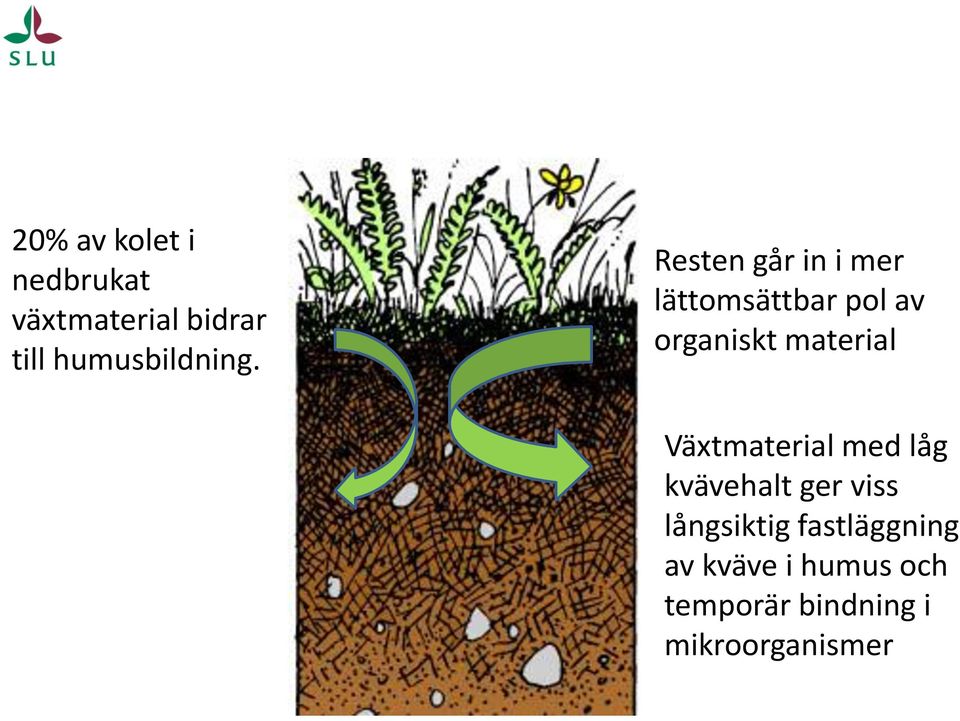 Resten går in i mer lättomsättbar pol av organiskt material