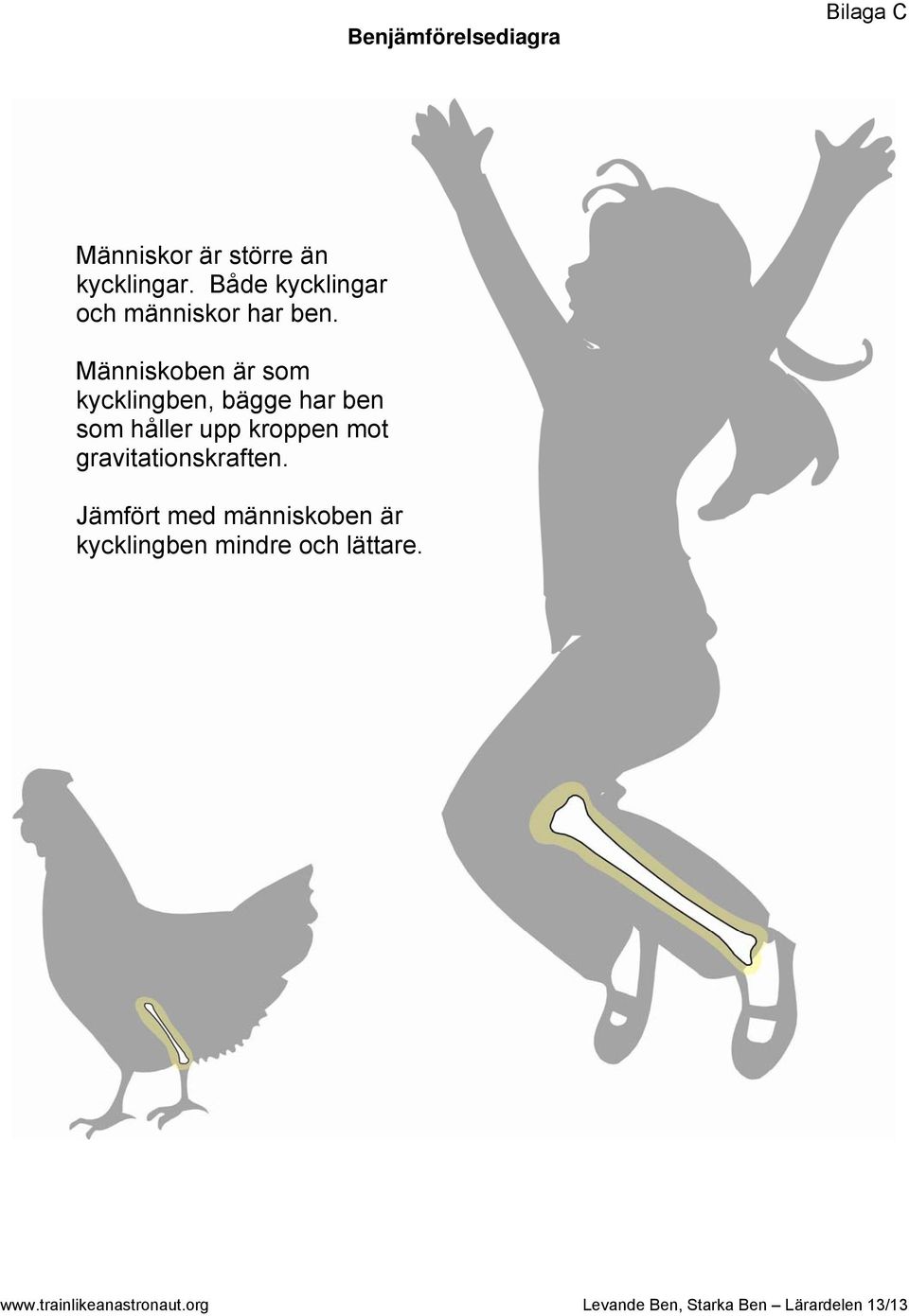 Människben är sm kycklingben, bägge har ben sm håller upp krppen mt