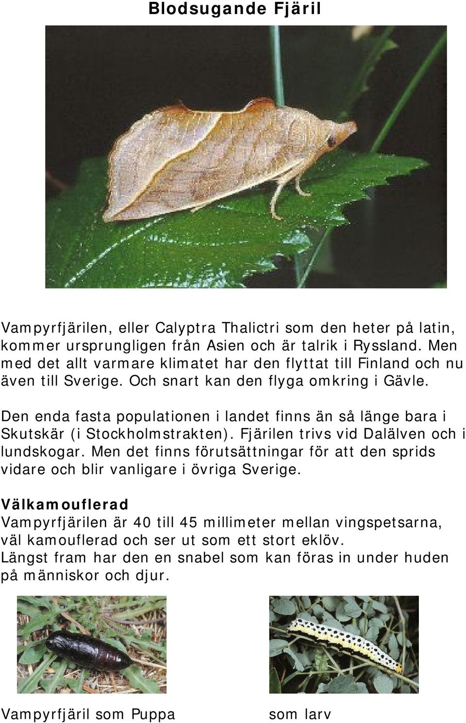 Den enda fasta populationen i landet finns än så länge bara i Skutskär (i Stockholmstrakten). Fjärilen trivs vid Dalälven och i lundskogar.