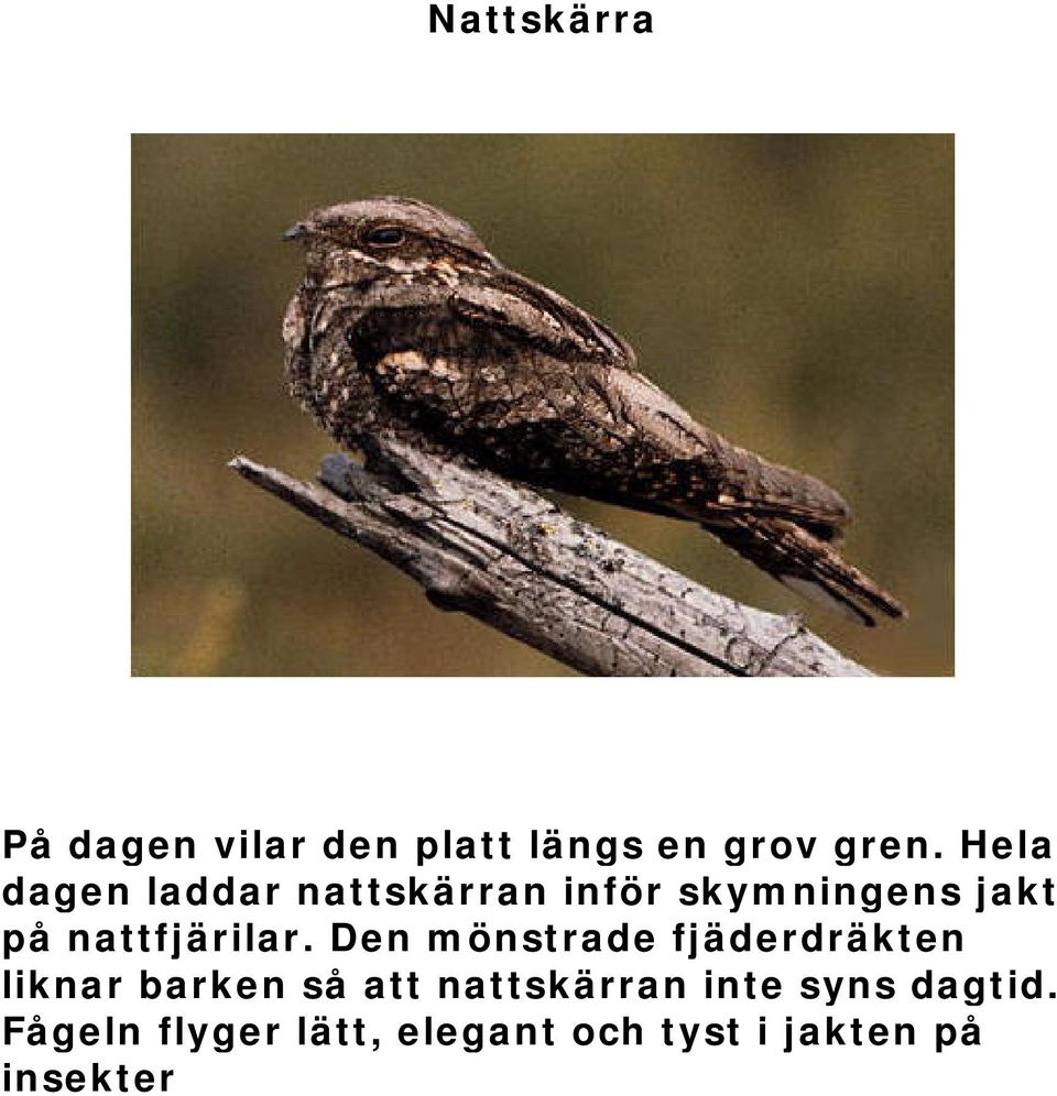 nattfjärilar.