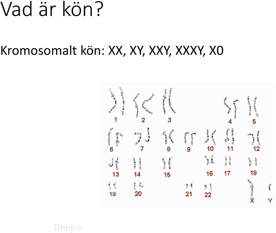 kön: XX, XY,