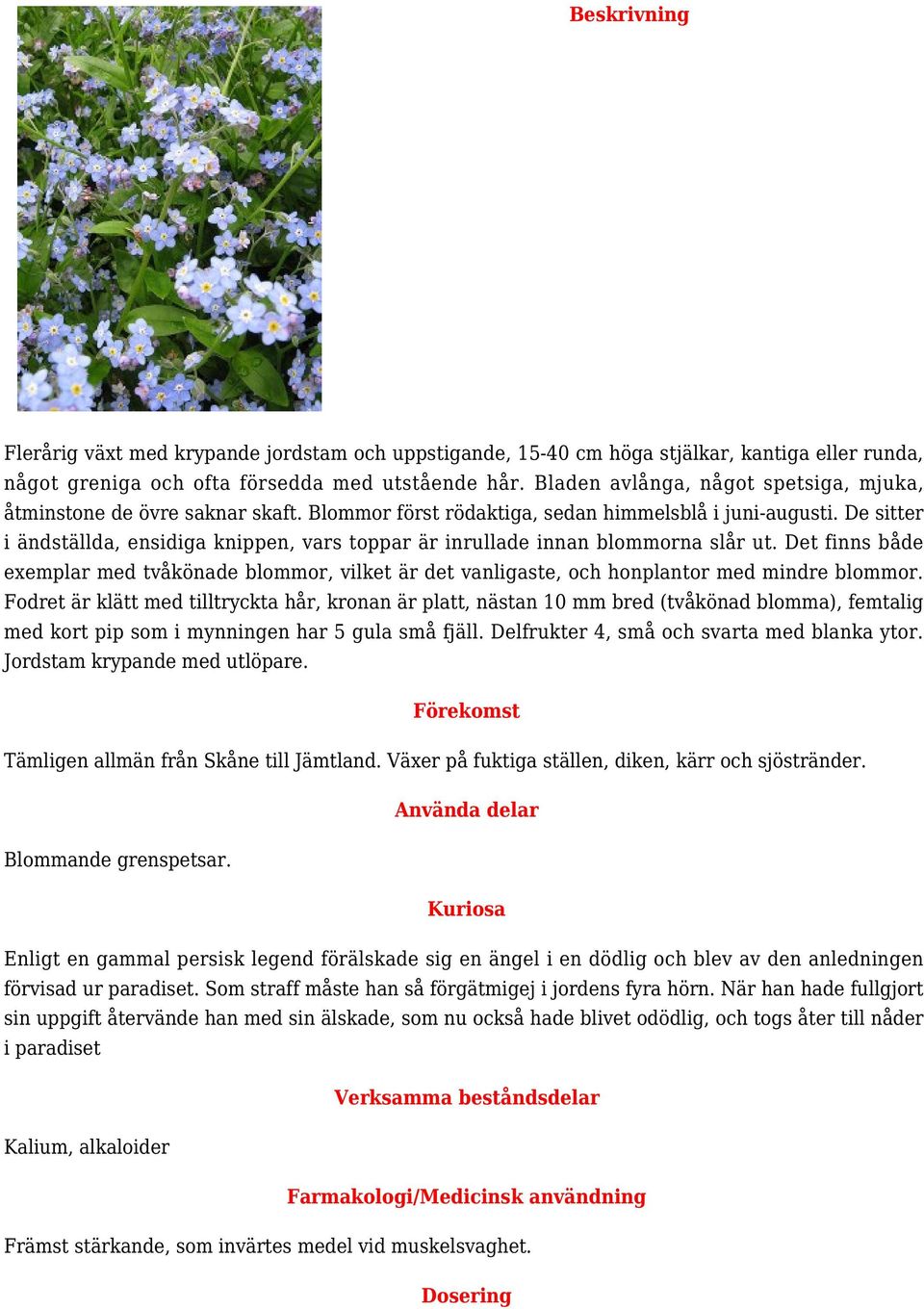 De sitter i ändställda, ensidiga knippen, vars toppar är inrullade innan blommorna slår ut. Det finns både exemplar med tvåkönade blommor, vilket är det vanligaste, och honplantor med mindre blommor.