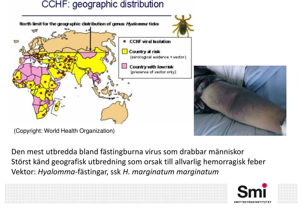 geografisk utbredning som orsak till allvarlig hemorragisk