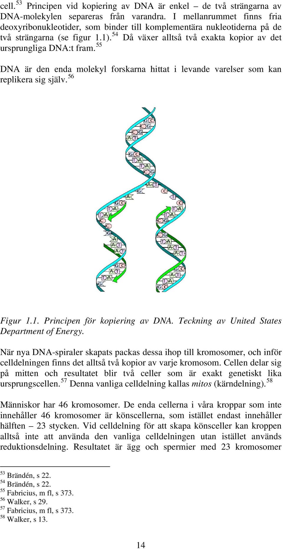 55 DNA är den enda molekyl forskarna hittat i levande varelser som kan replikera sig själv. 56 Figur 1.1. Principen för kopiering av DNA. Teckning av United States Department of Energy.
