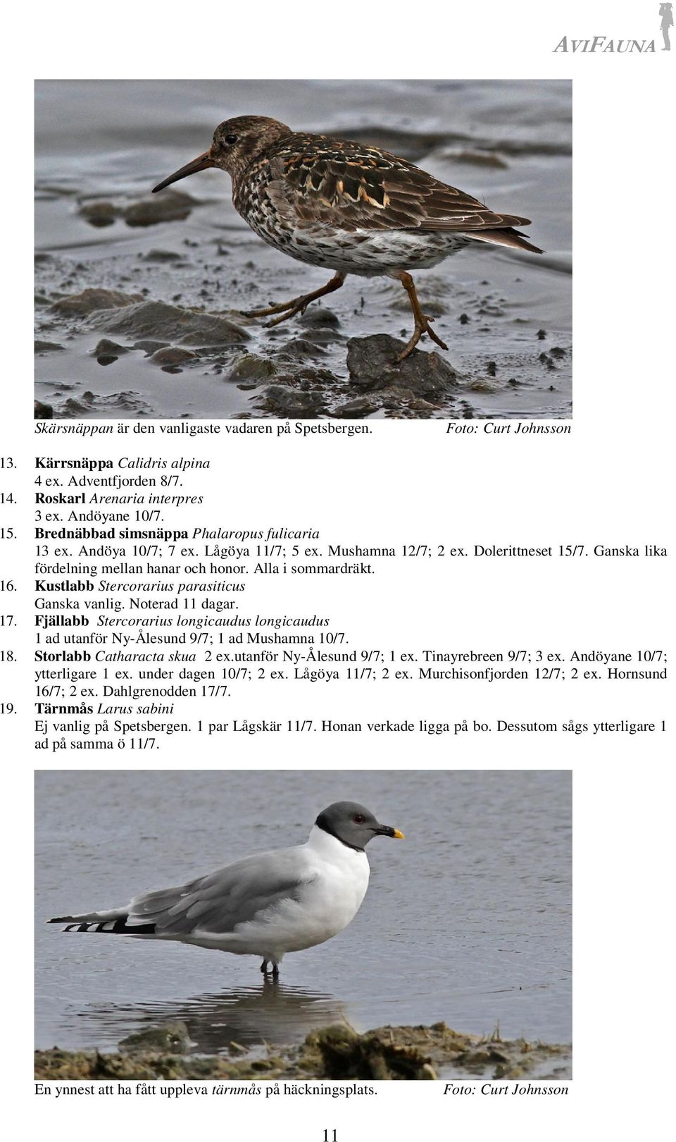 Kustlabb Stercorarius parasiticus Ganska vanlig. Noterad 11 dagar. 17. Fjällabb Stercorarius longicaudus longicaudus 1 ad utanför Ny-Ålesund 9/7; 1 ad Mushamna 10/7. 18. Storlabb Catharacta skua 2 ex.