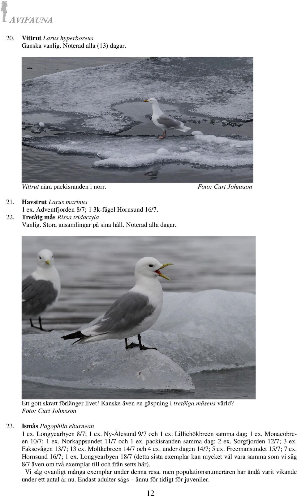 Ismås Pagophila eburnean 1 ex. Longyearbyen 8/7; 1 ex. Ny-Ålesund 9/7 och 1 ex. Lilliehökbreen samma dag; 1 ex. Monacobreen 10/7; 1 ex. Norkappsundet 11/7 och 1 ex. packisranden samma dag; 2 ex.