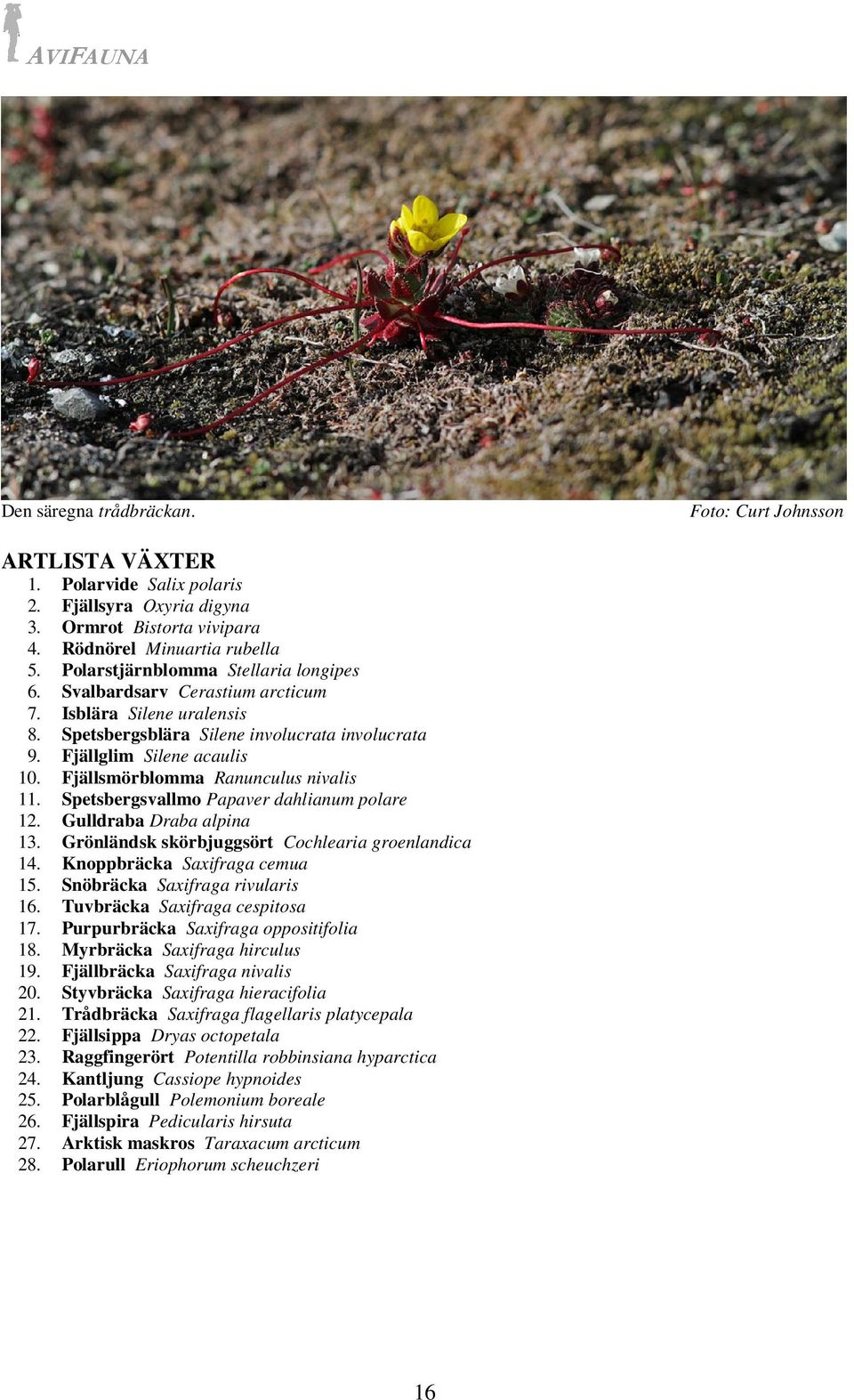 Spetsbergsvallmo Papaver dahlianum polare 12. Gulldraba Draba alpina 13. Grönländsk skörbjuggsört Cochlearia groenlandica 14. Knoppbräcka Saxifraga cemua 15. Snöbräcka Saxifraga rivularis 16.