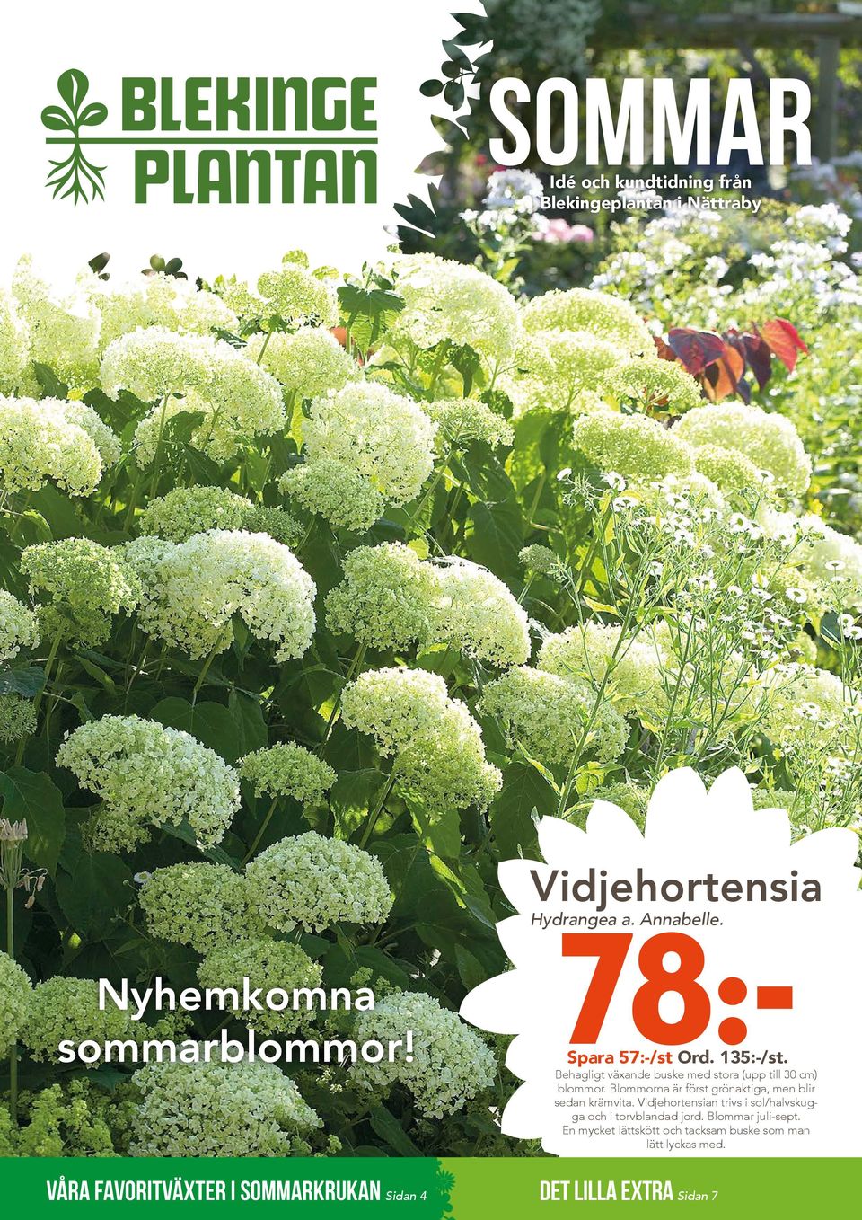Blommorna är först grönaktiga, men blir sedan krämvita. Vidjehortensian trivs i sol/halvskugga och i torvblandad jord.