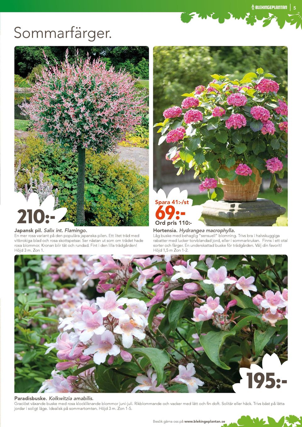 210:- Japansk pil. Salix int. Flamingo. En mer rosa variant på den populära japanska pilen. Ett litet träd med vitbrokiga blad och rosa skottspetsar. Ser nästan ut som om trädet hade rosa blommor.