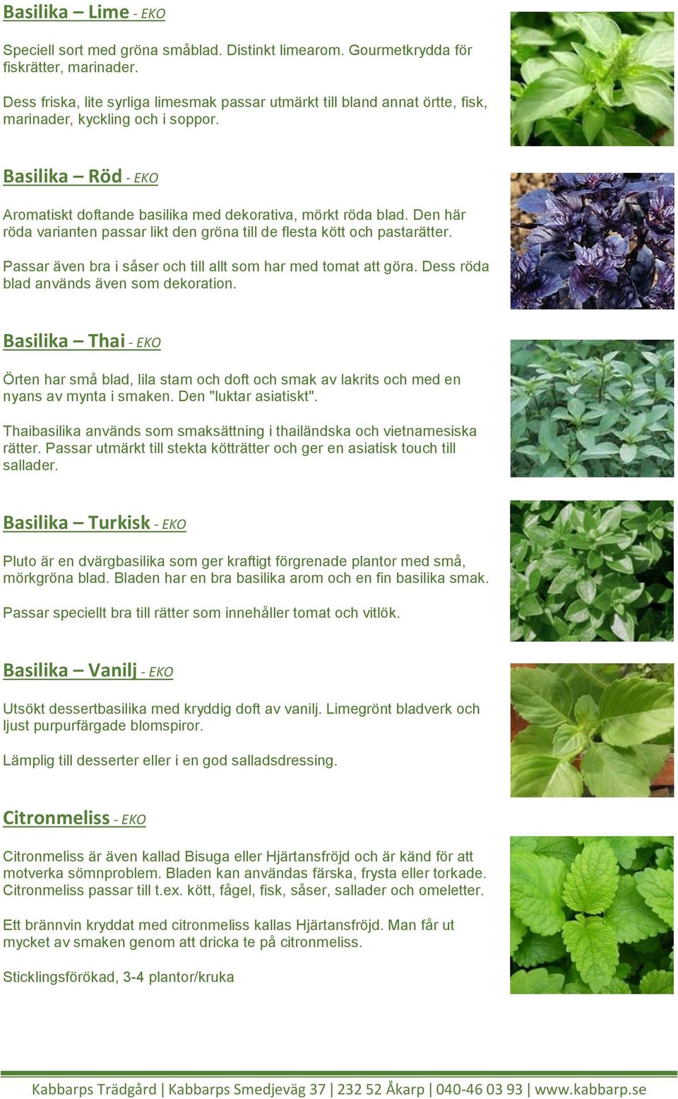 Den här röda varianten passar likt den gröna till de flesta kött och pastarätter. Passar även bra i såser och till allt som har med tomat att göra. Dess röda blad används även som dekoration.