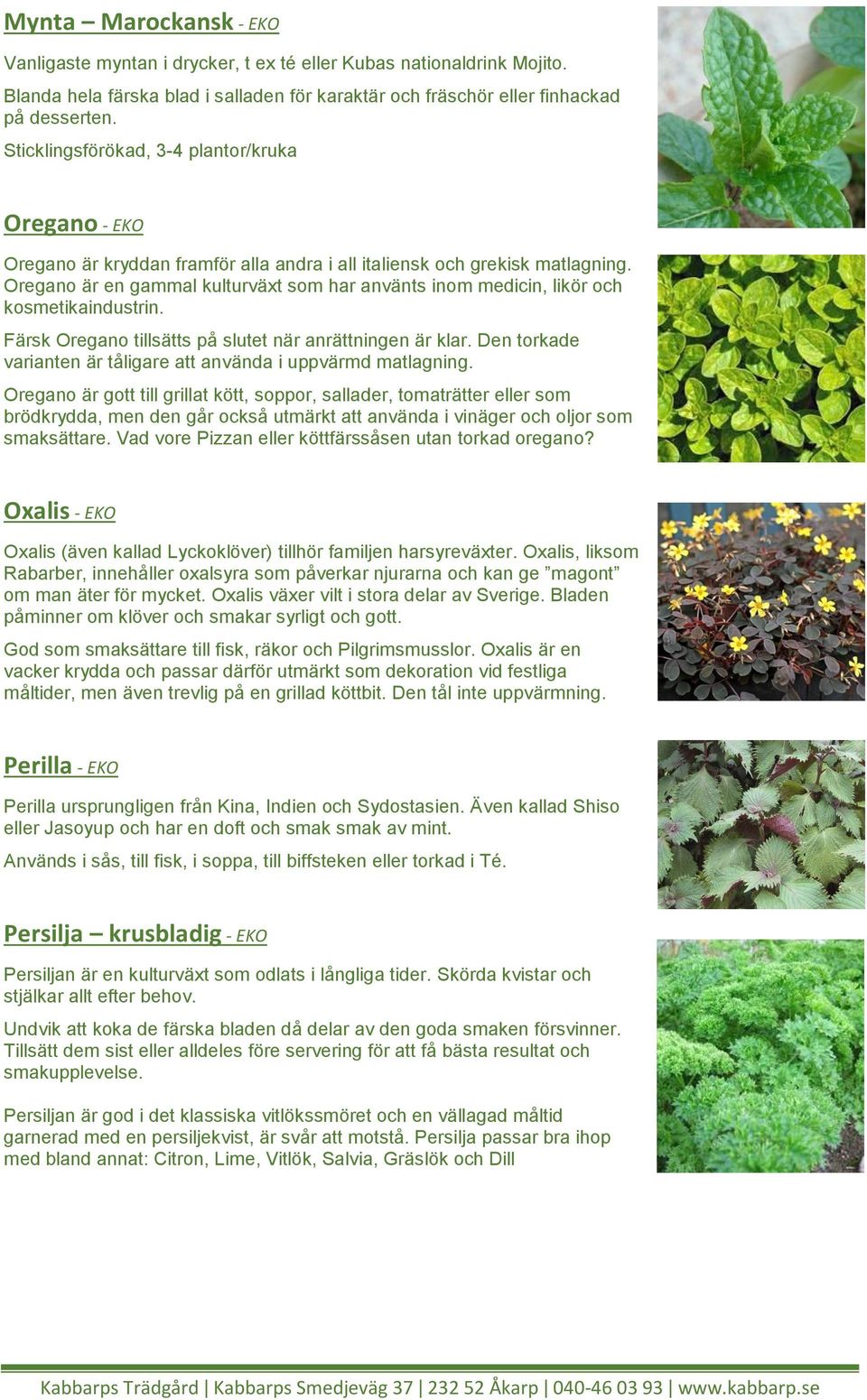 Oregano är en gammal kulturväxt som har använts inom medicin, likör och kosmetikaindustrin. Färsk Oregano tillsätts på slutet när anrättningen är klar.