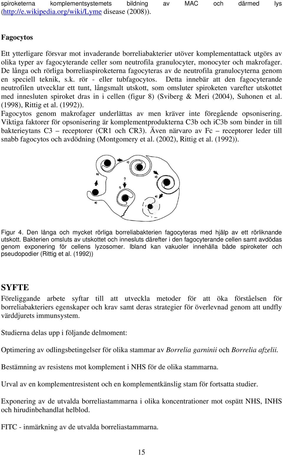 De långa och rörliga borreliaspiroketerna fagocyteras av de neutrofila granulocyterna genom en speciell teknik, s.k. rör - eller tubfagocytos.