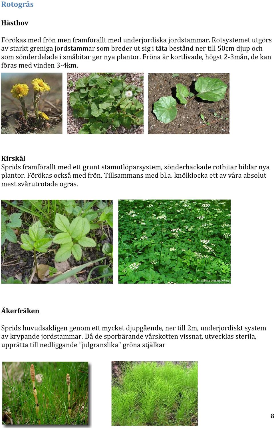 Fröna är kortlivade, högst 2 3mån, de kan föras med vinden 3 4km. Kirskål Sprids framförallt med ett grunt stamutlöparsystem, sönderhackade rotbitar bildar nya plantor.