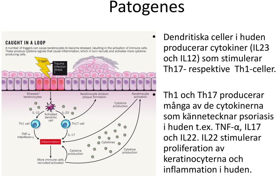 Th1 och Th17 producerar många av de cytokinerna som kännetecknar psoriasis