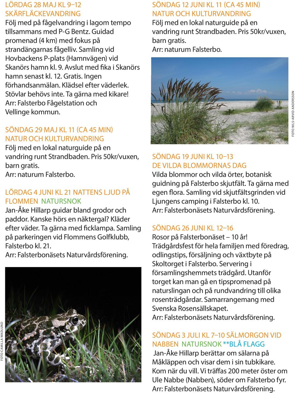 Ta gärna med kikare! Arr: Falsterbo Fågelstation och Vellinge kommun. SÖNDAG 29 MAJ KL 11 (CA 45 MIN) NATUR OCH KULTURVANDRING Följ med en lokal naturguide på en vandring runt Strandbaden.