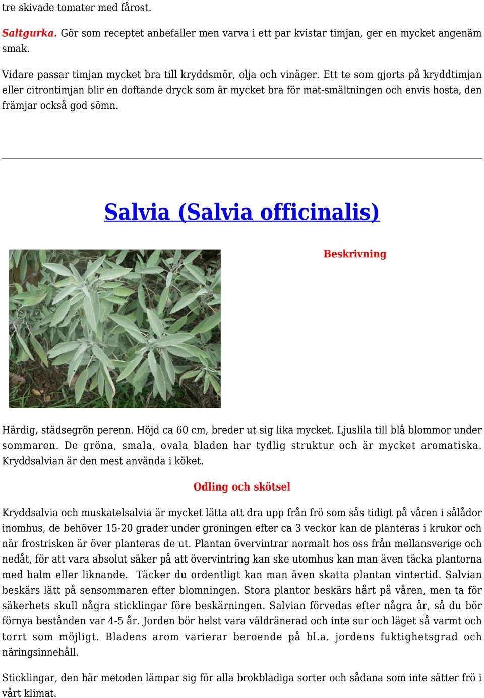 Salvia (Salvia officinalis) Beskrivning Härdig, städsegrön perenn. Höjd ca 60 cm, breder ut sig lika mycket. Ljuslila till blå blommor under sommaren.