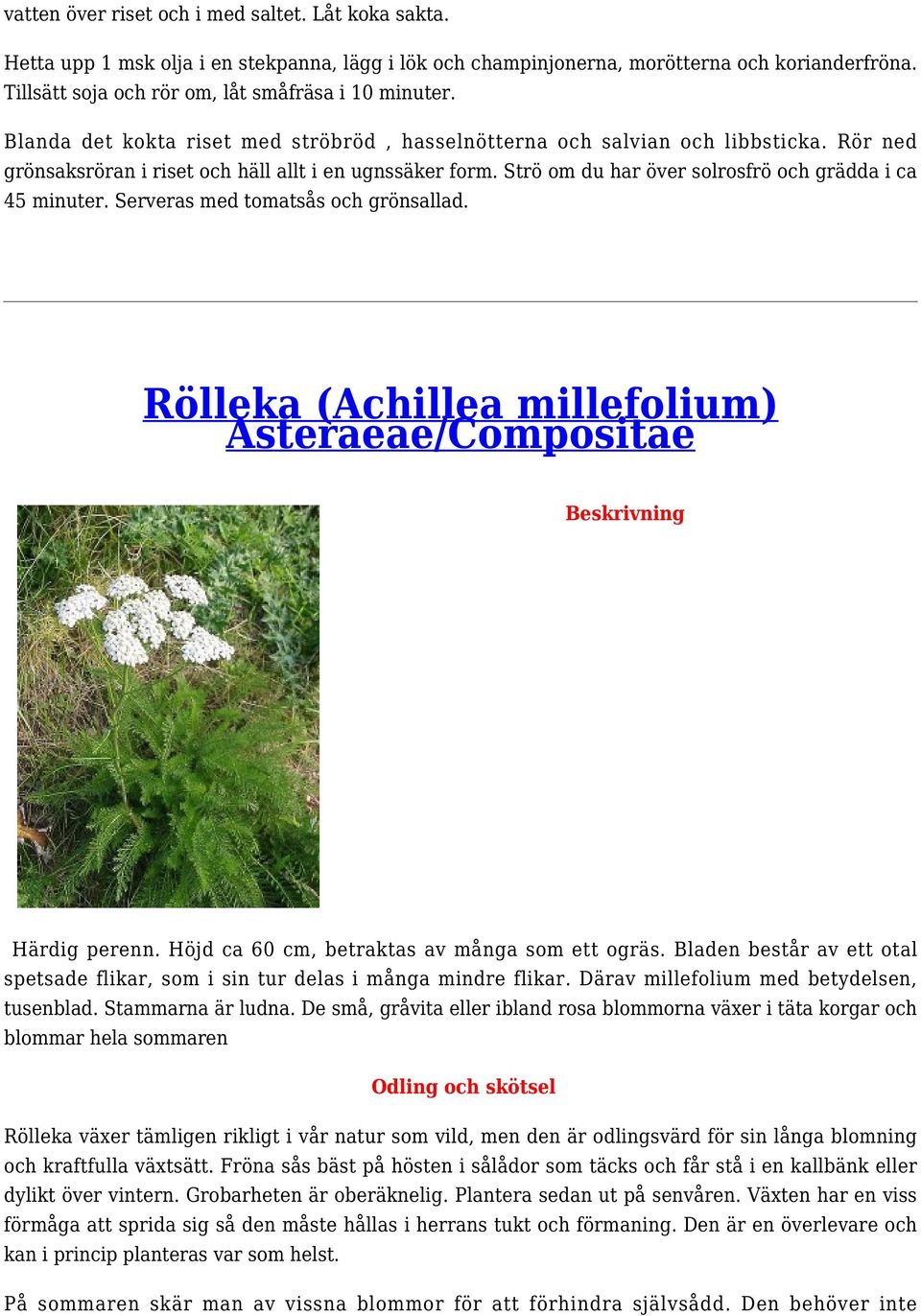 Strö om du har över solrosfrö och grädda i ca 45 minuter. Serveras med tomatsås och grönsallad. Rölleka (Achillea millefolium) Asteraeae/Compositae Beskrivning Härdig perenn.